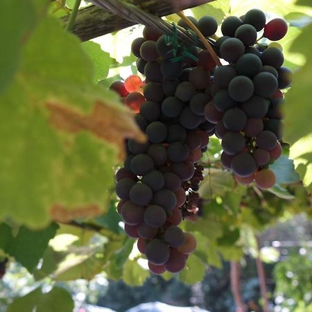 Apartman Ana Novi Vinodolski Εξωτερικό φωτογραφία