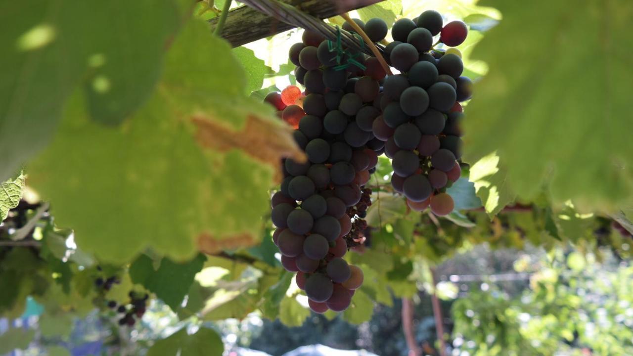 Apartman Ana Novi Vinodolski Εξωτερικό φωτογραφία
